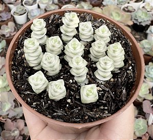 C. MARNIERIANA VAR. POTE 9