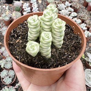 C. MARNIERIANA VAR. POTE 9