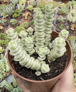 C. MARNIERIANA VAR. POTE 9