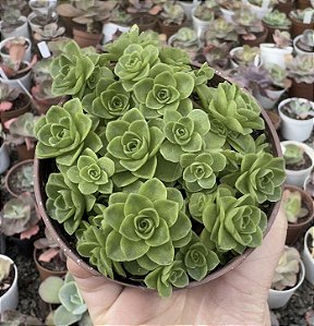 GREENOVIA DODRENTALIS (COLÔNIA) POTE 9