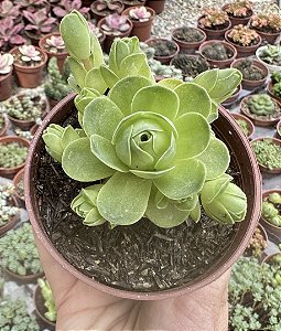 GREENOVIA DODRENTALIS (COLÔNIA) POTE 9