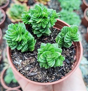 C. STAGNOL SPIRALIS POTE 9