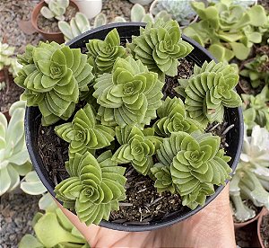 C. STAGNOL SPIRALIS POTE 9