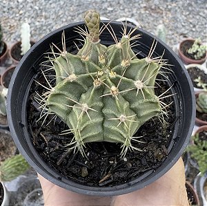 GYMNOCALYCIUM MIHANOVICHII POTE 9