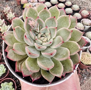 E. SAGEBLOOM POTE 9