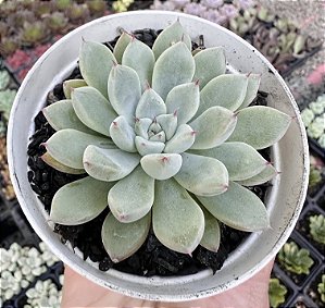 E. PANDA POTE 9