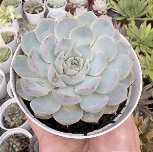 E. AURA CLARA POTE 9