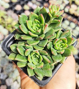 E. GREEN EMERALD   POTE 7