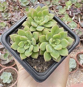 E. GREEN EMERALD POTE 7