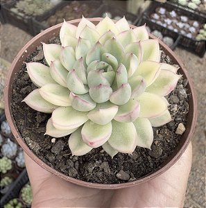 E. MEBINA VAR. POTE 9