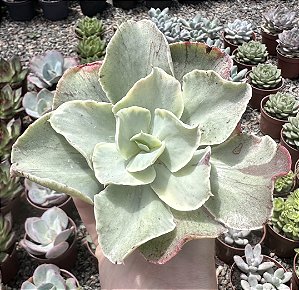 E. JAPAN MOON RIVER POTE 9