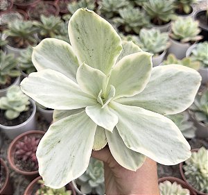 E. JAPAN MOON RIVER POTE 9