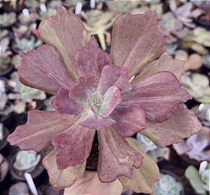 E. DIAMOND STATE POTE 9