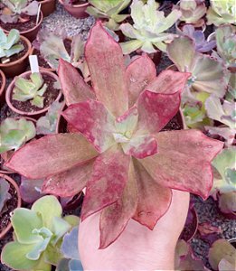 E. DIAMOND STATE POTE 9