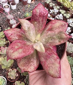 E. DIAMOND STATE POTE 9