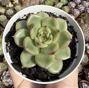 E. EVE DRAGON POTE 9