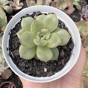 E. EVE DRAGON POTE 9