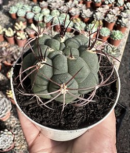 GIMNOCALYCIUM SAGLIONIS POTE 9