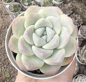 E. ICE JADE SINGLE POTE 9