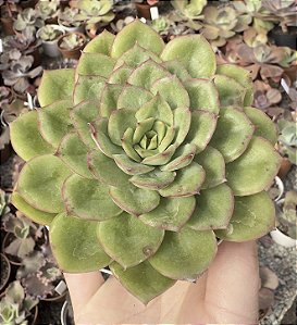 E. LUTHARIS POTE 9