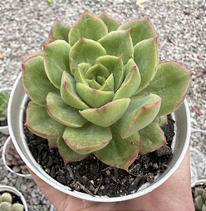 E. LUTHARIS POTE 9