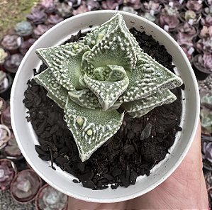 FAUCARIA TUBERCULOSA F. MONSTRUOSA POTE 9