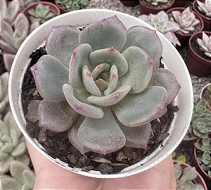 E. MORANI X LAUII POTE 9