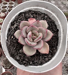E. MORANI X LAUII POTE 9