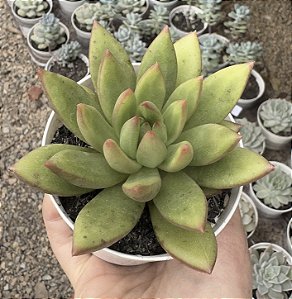 E. DRACÔNIA POTE 9