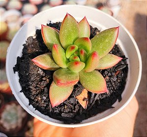 E. DRACÔNIA POTE 9