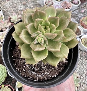 E. ARIGIE  POTE 9