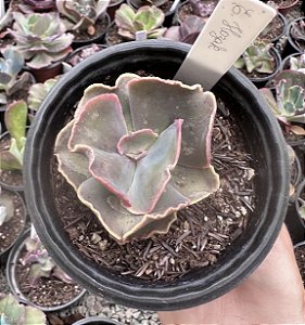 E. GIBB. HAZAK POTE 11