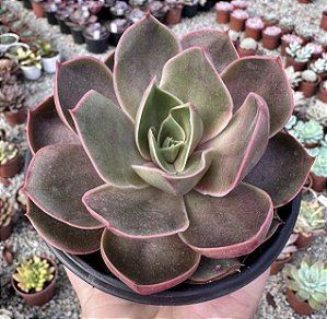 E. RED LIGHT WITH DROPS (CARÚNCULAS)  POTE 11