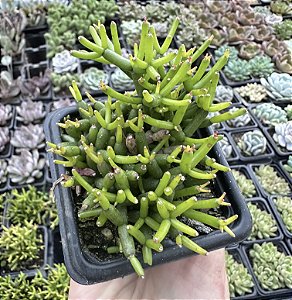 RHIPSALIS CEREUSCULA POTE 7