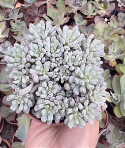 GRAP. PACHYPHYLLUM BLUE BEAN POTE 9