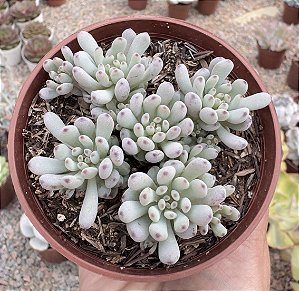 GRAP. PACHYPHYLLUM BLUE BEAN POTE 9