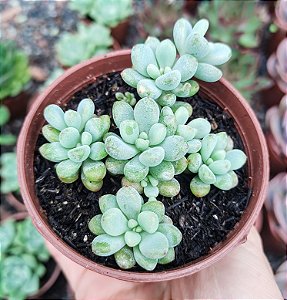 E. AMOENA MICROCALIX POTE 9