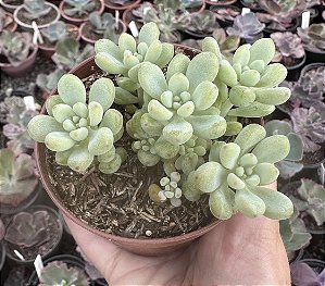 E. AMOENA MICROCALIX POTE 9