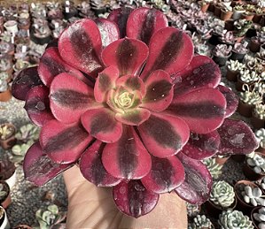 A. MEDUSA POTE 9