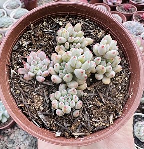 GRAP. PACHYPHYLLUM ROSE POTE 9