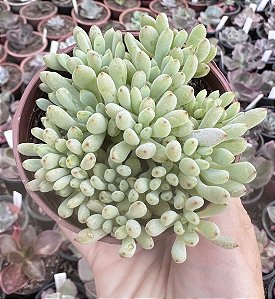 GRAP. PACHYPHYLLUM ROSE POTE 9