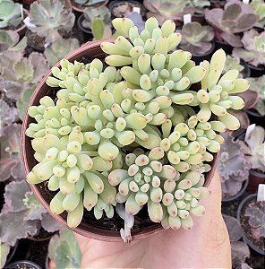 GRAP. PACHYPHYLLUM ROSE POTE 9