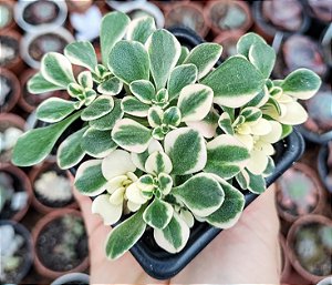 A. DOMESTICUM VAR. POTE 7