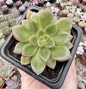 E. SANGUÍNEA POTE 7