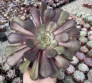 A. COPPER KETTLE POTE 9