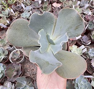 E. GIBB. OCEAN BLUE POTE 9