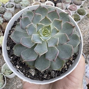 E. ALEGRA POTE 9