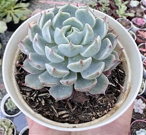 E. ALEGRA POTE 9