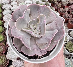 E. PAINTED X TOPSY TURVY POTE 9
