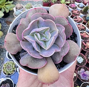 E. PAINTED X TOPSY TURVY POTE 9